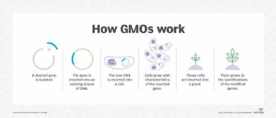 Diagram of GMO steps