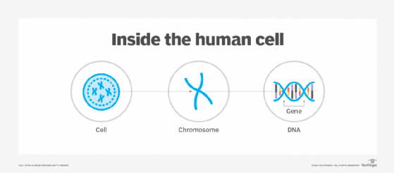 Diagram showing genes and DNA.